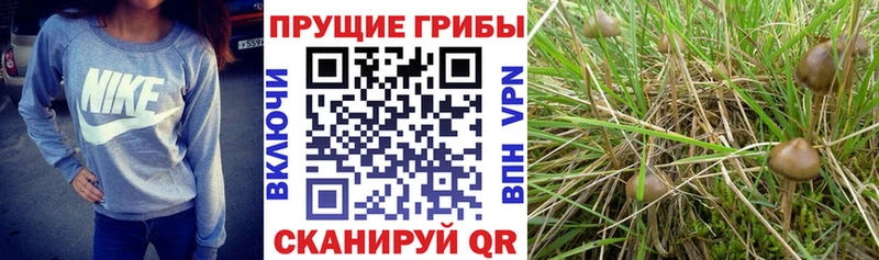 Галлюциногенные грибы мицелий купить закладку Макаров